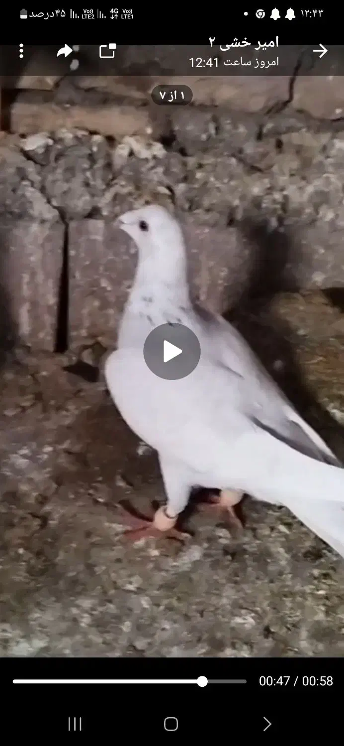 پرشی بازی کن ببر|پرنده|میان جلگه, |دیوار