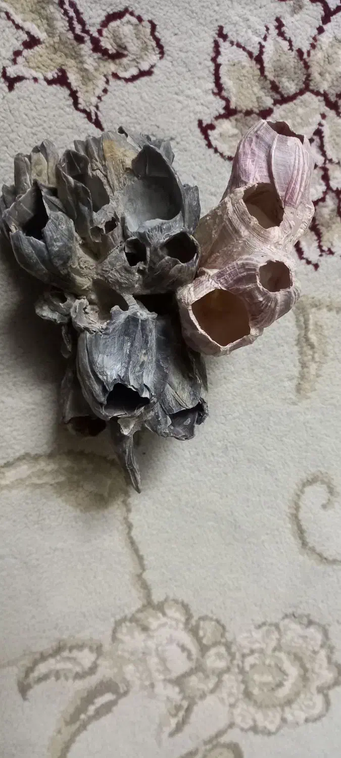 صدفهای خاص|ماهی|اصفهان, جلفا|دیوار