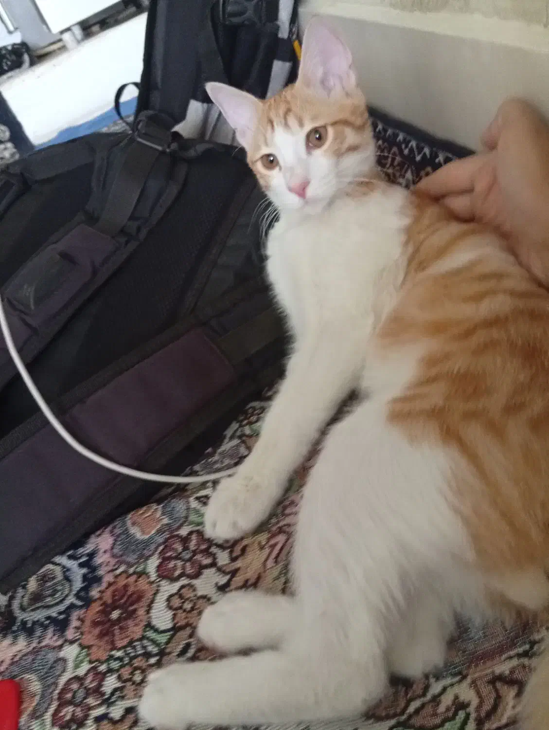 واگذاری رایگان گربه|گربه|قدس, شهرقدس|دیوار