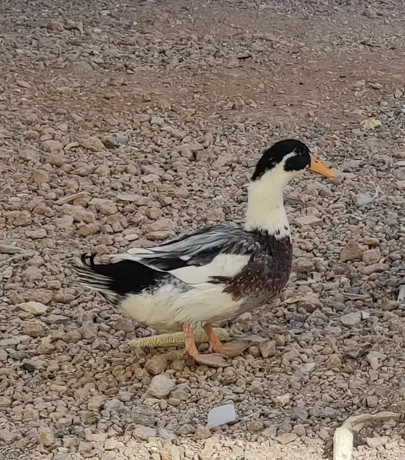 اردک جوان نر|حیوانات مزرعه|مبارکه, |دیوار