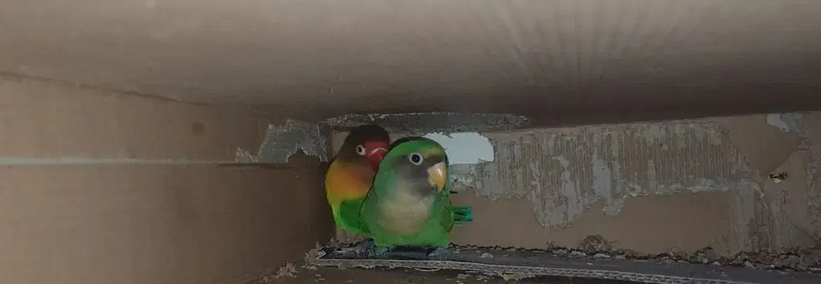 جفت طوطی کوتوله نیمه رام سالم هستن|پرنده|زابل, |دیوار
