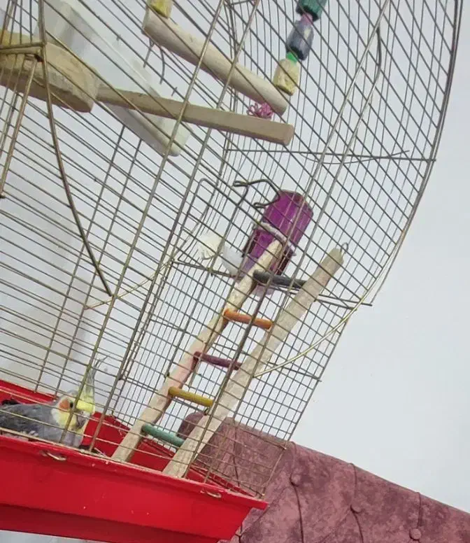 گمشده، مژدگانی میدم|حیوانات|آبادان, |دیوار