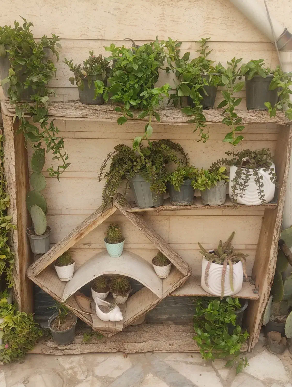 استند چوبی گل و گیاه|گل و گیاه طبیعی|قم, زینبیه|دیوار