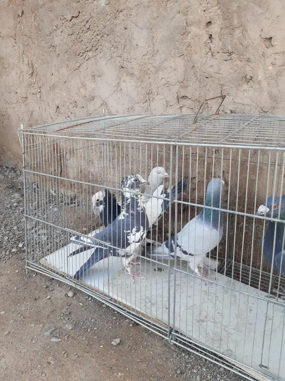 پرنده|پرنده|کرمان, |دیوار