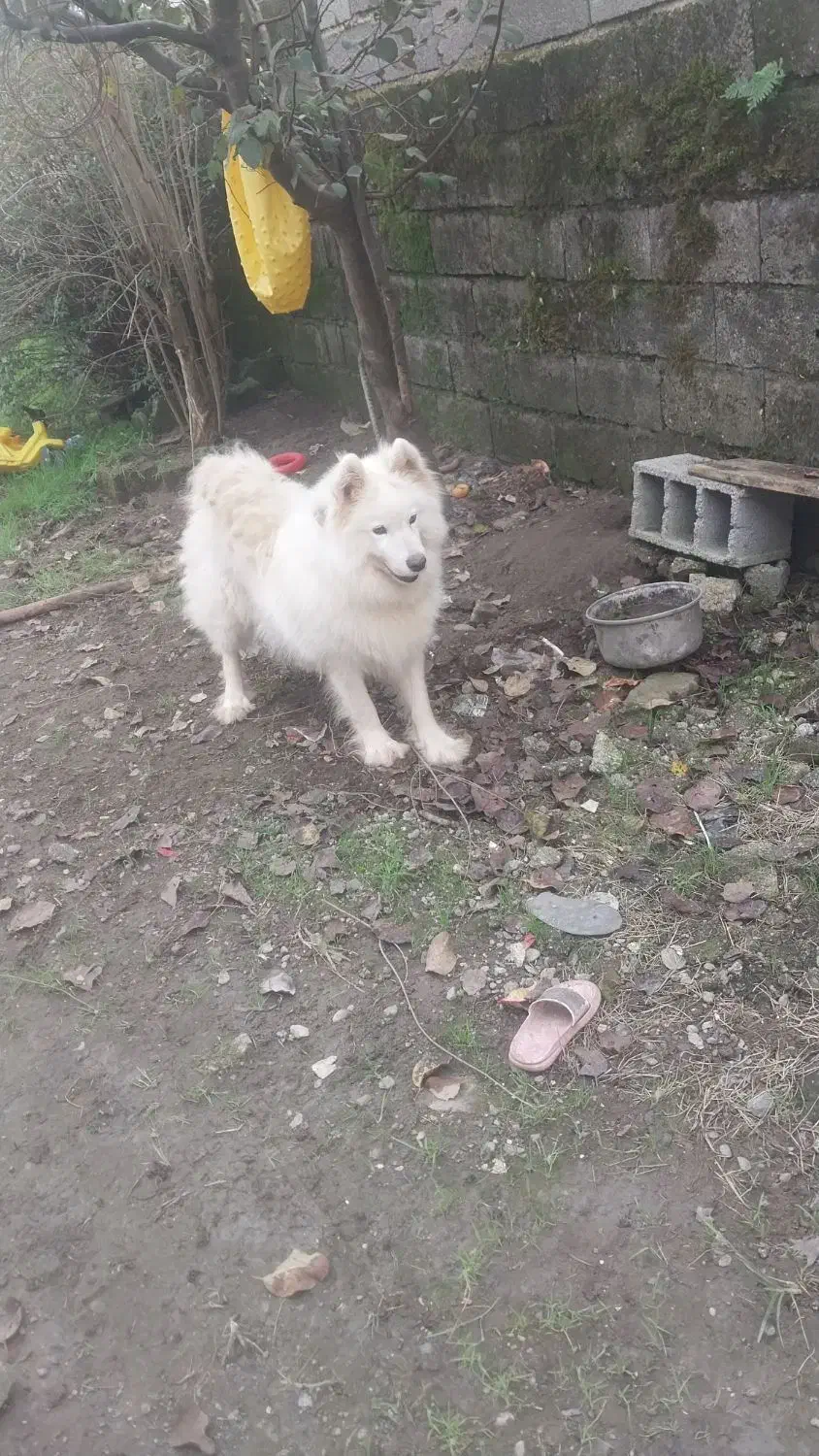 به دلیل نبود جا و نگهداری زیرقیمت به فروش میرسد|سگ|پرهسر, |دیوار