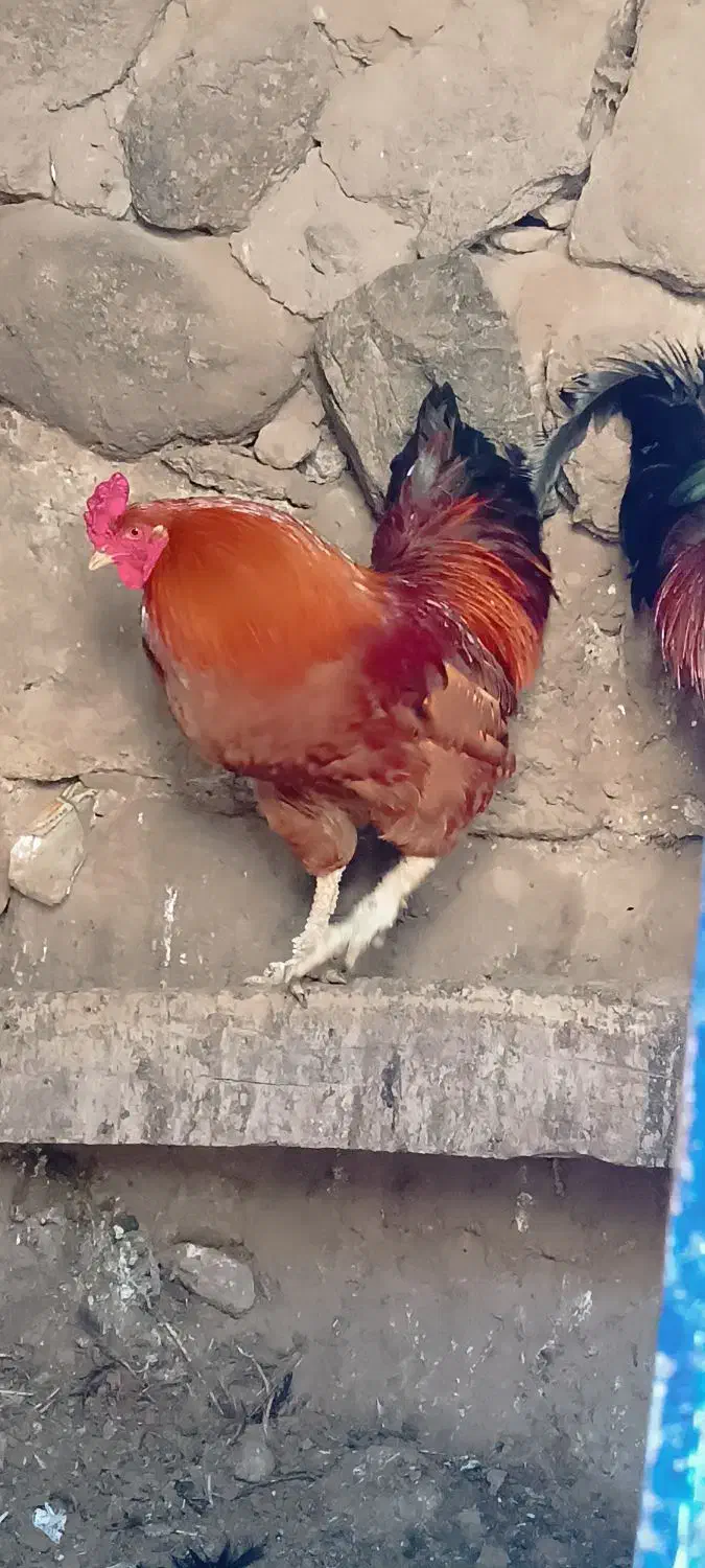 خروس و مرغ و غاز محلی طبیعی|حیوانات مزرعه|مشگین شهر, |دیوار