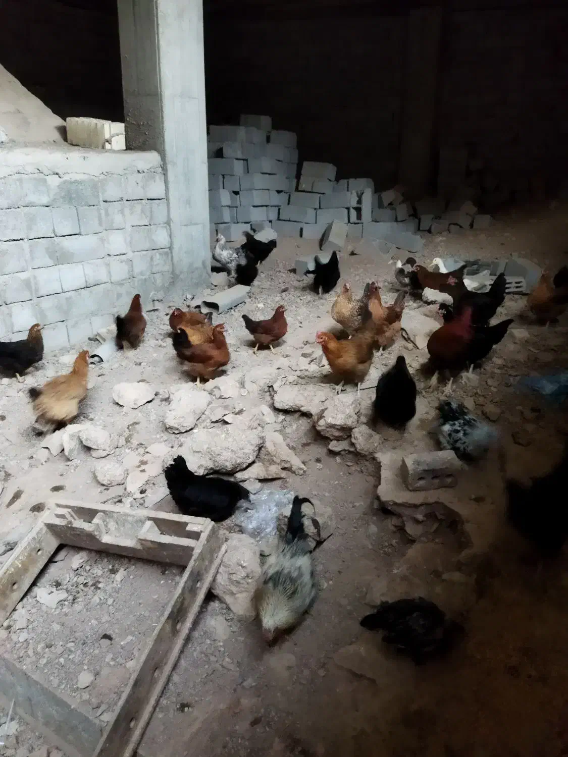 مرغ خروس|حیوانات مزرعه|صوفیان, |دیوار