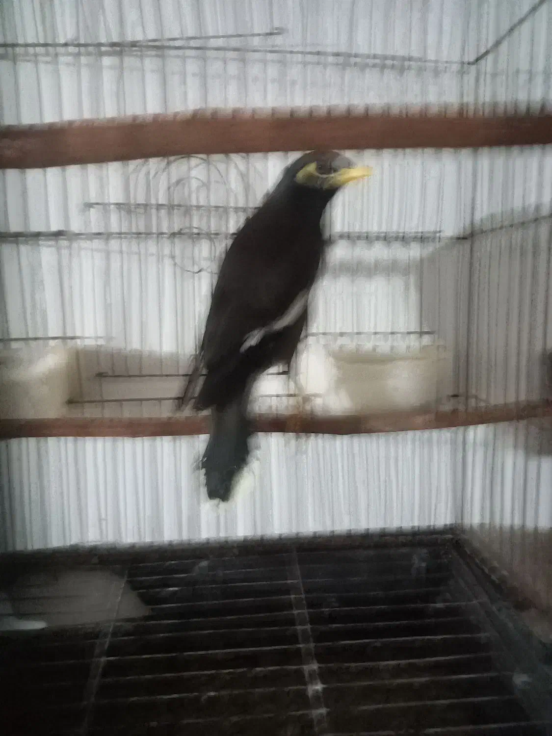 مینا سخنگو|پرنده|نکا, |دیوار