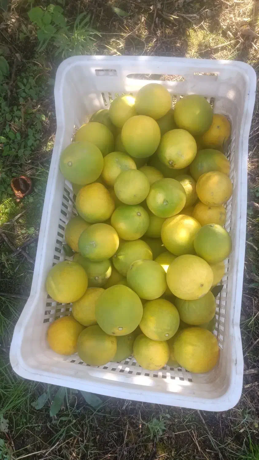 پرتقال تازه مستقیم از باغ|خوردنی و آشامیدنی|قم, محمد آباد|دیوار