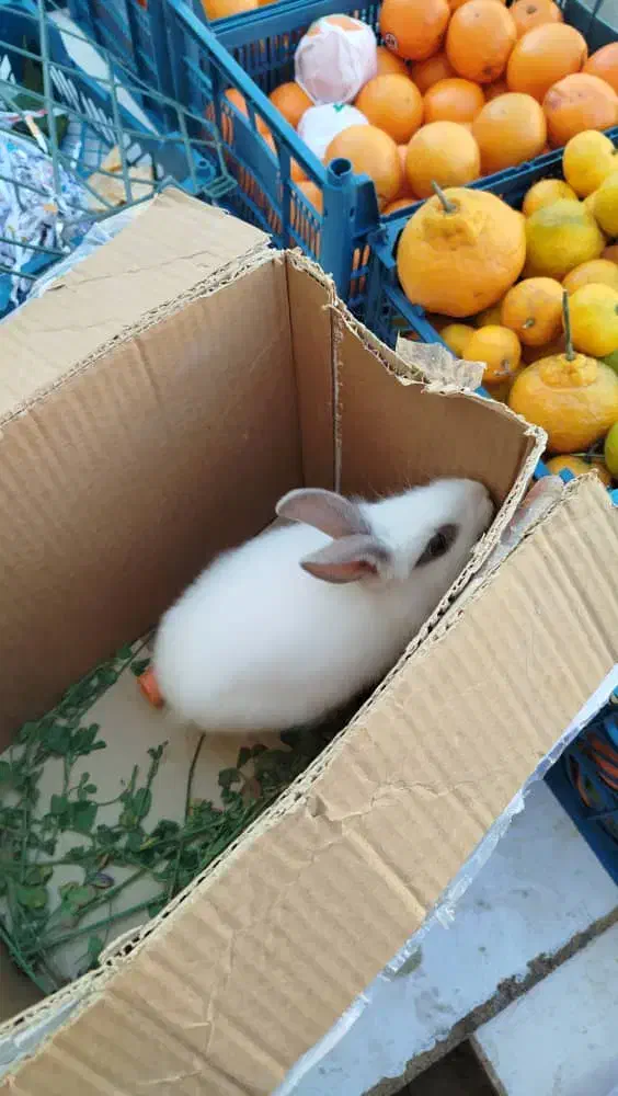 خرگوش سفید|موش و خرگوش|قرچک, شهرک طلائیه|دیوار