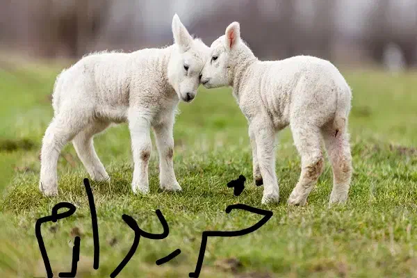 بره و کهر ه شیری نژاد دار|حیوانات مزرعه|لنده, |دیوار