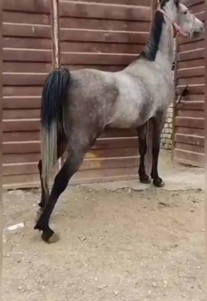 مادیان کرد|اسب و تجهیزات اسبسواری|شازند, |دیوار