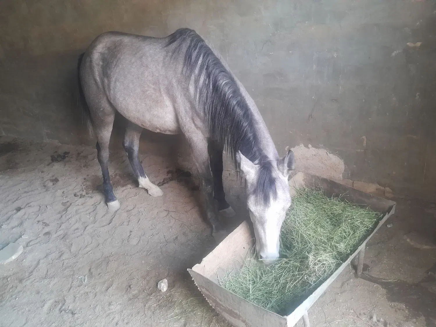 اسب کرد|اسب و تجهیزات اسب‌سواری|مهریز, |دیوار