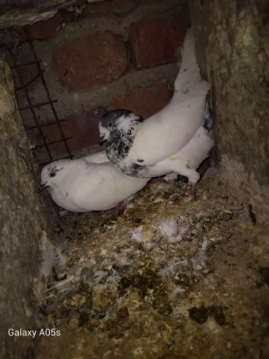 کبوتر ضمانتی|پرنده|خاش, |دیوار