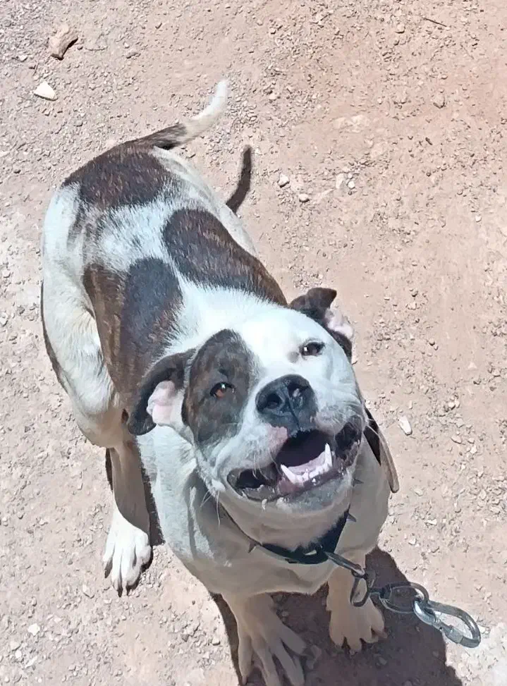 سگ پیتبول|سگ|صدرا-فارس, فاز ۲|دیوار