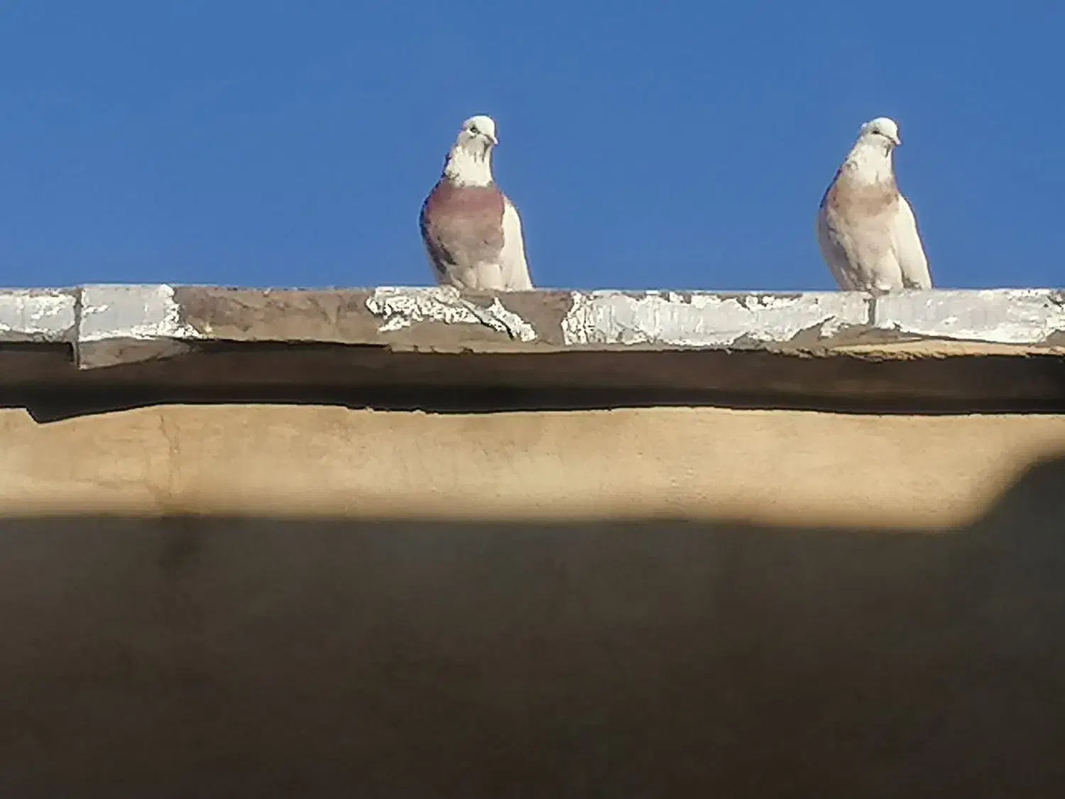 کبوتر  طوقی|پرنده|ایوان, |دیوار