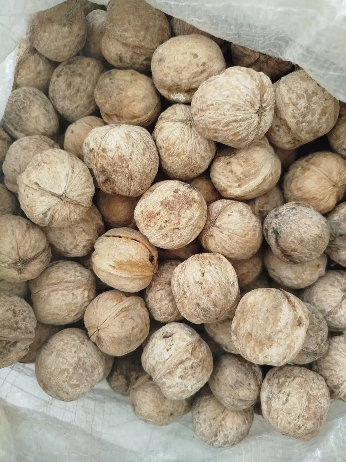 گردو|خوردنی و آشامیدنی|شیراز, شهرک سعدی|دیوار