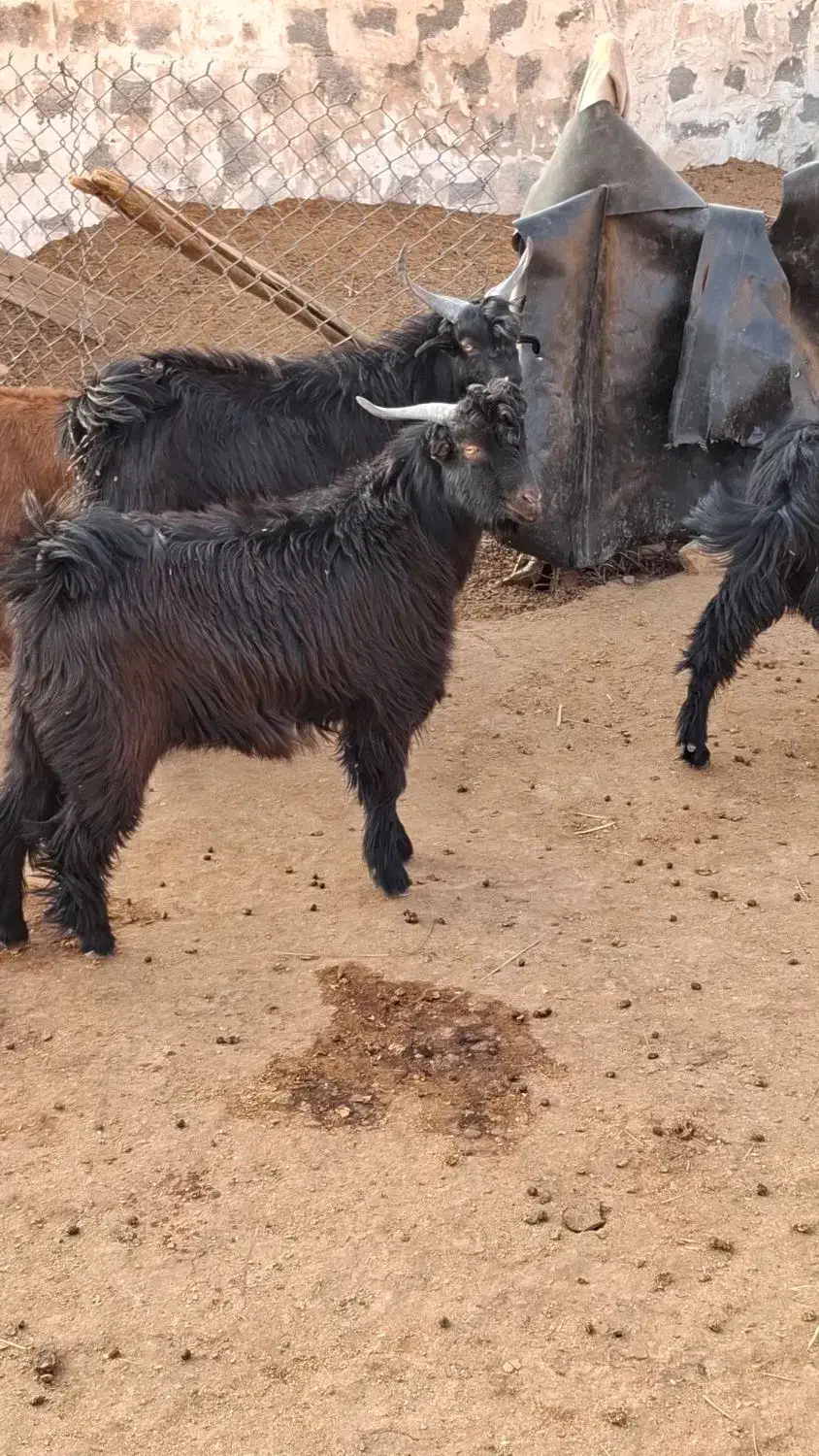 کهره نر|حیوانات مزرعه|بندر کنگان, |دیوار