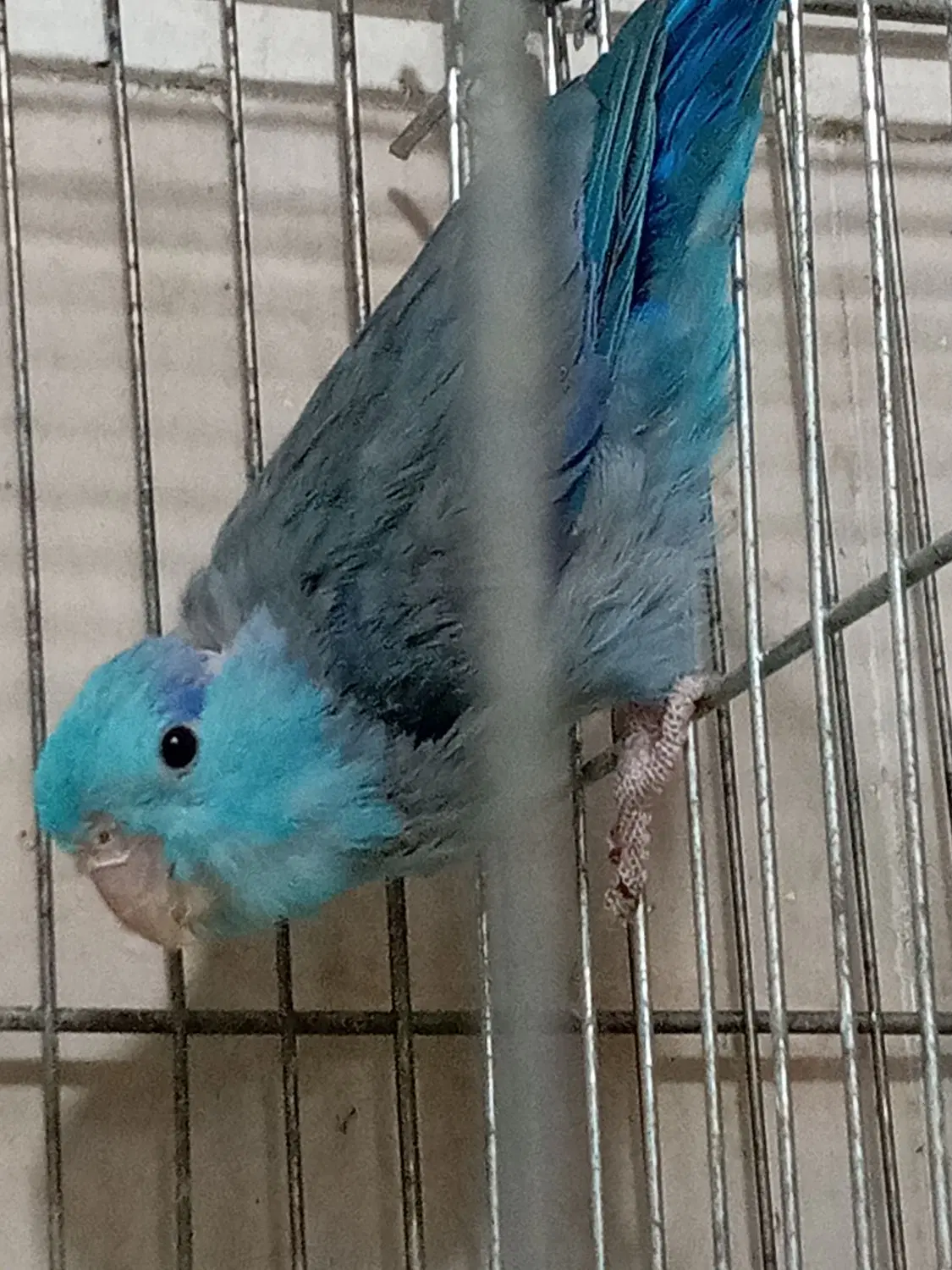 طوطی|پرنده|بم, |دیوار