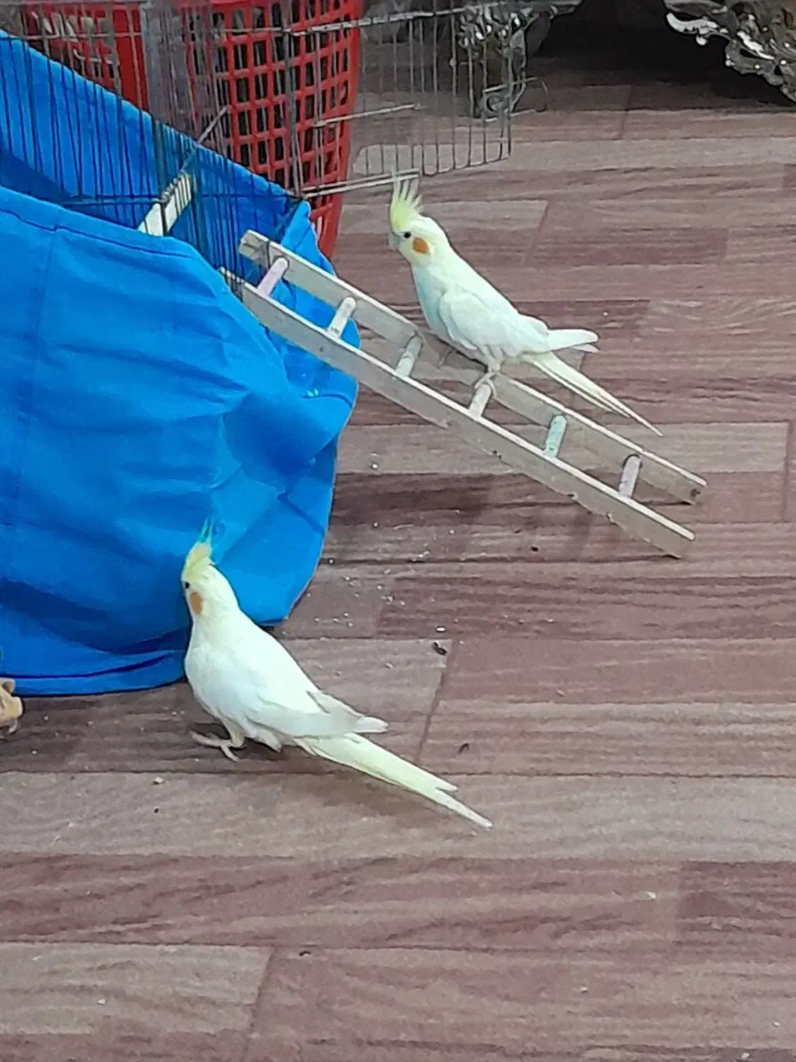 یک جفت عروس هلندی لوتینو|پرنده|قشم, |دیوار