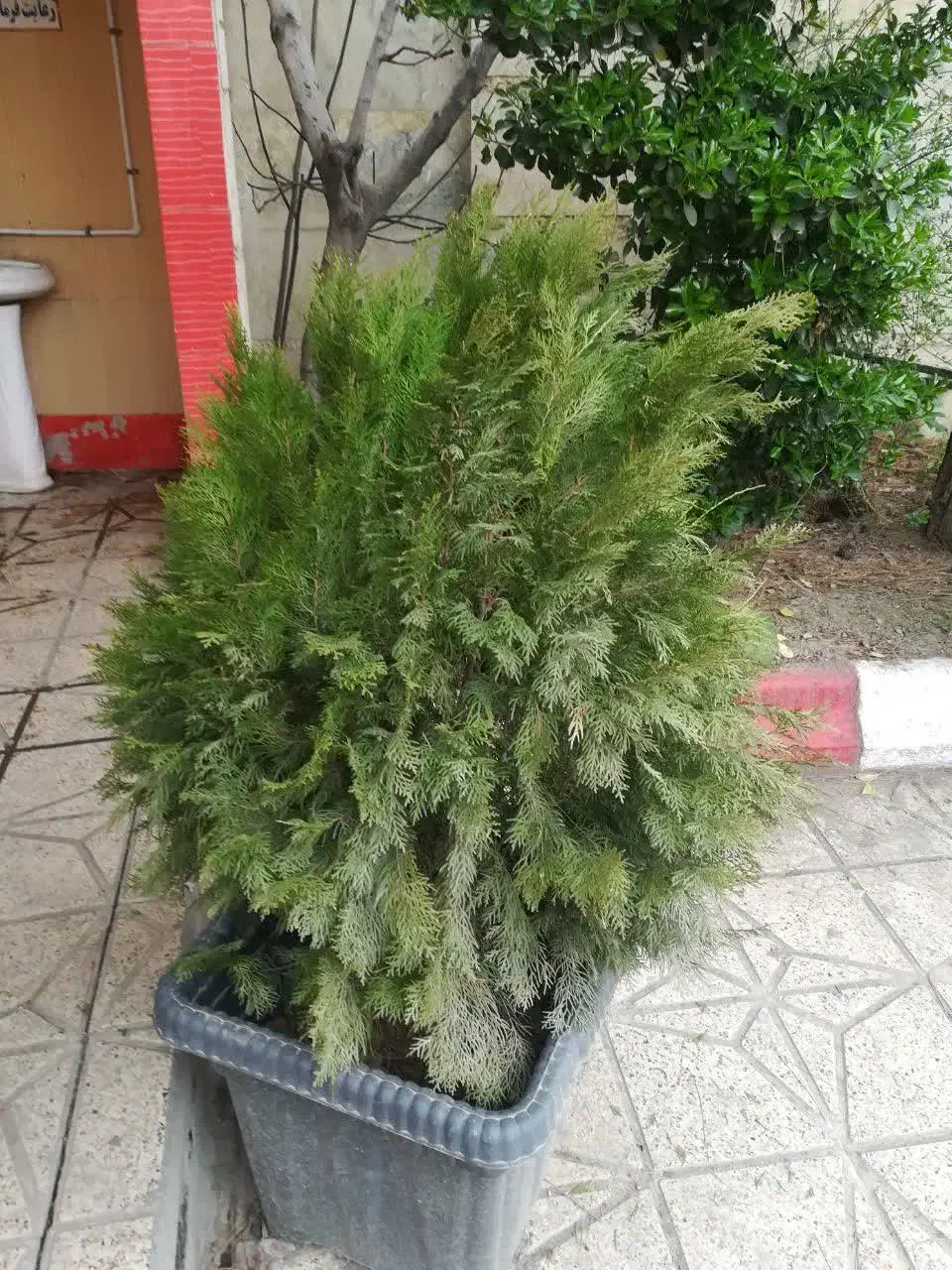 گل وگیاه|گل و گیاه طبیعی|شاندیز, |دیوار