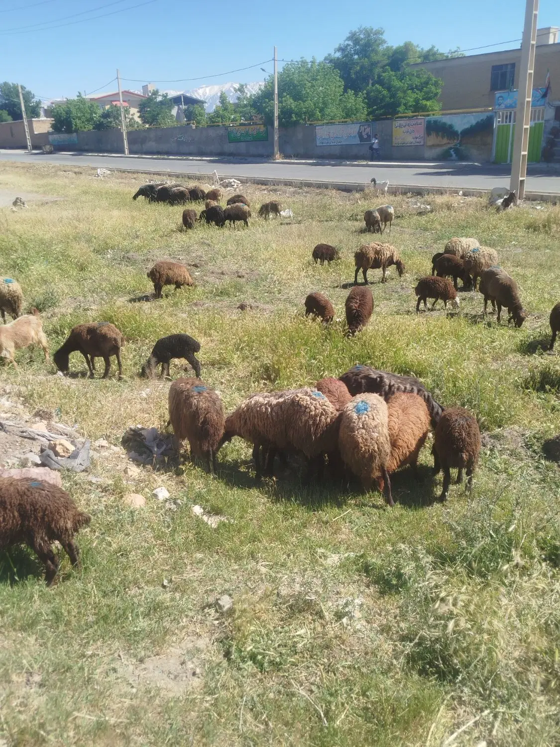 میش بره|حیوانات مزرعه|نهاوند, |دیوار