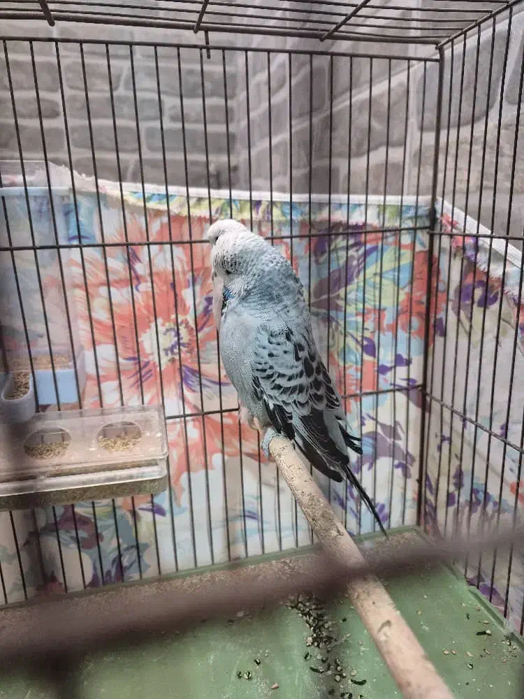 مرغ عشق انگلیسی گریدA|پرنده|دوگنبدان, |دیوار