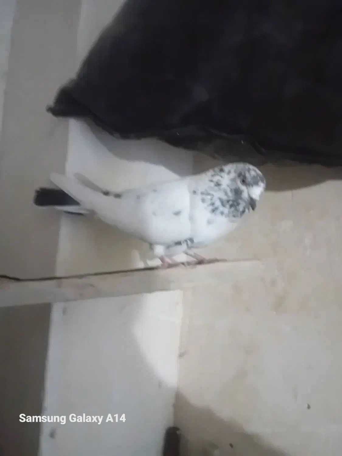 کبوتر|پرنده|اردبیل, |دیوار