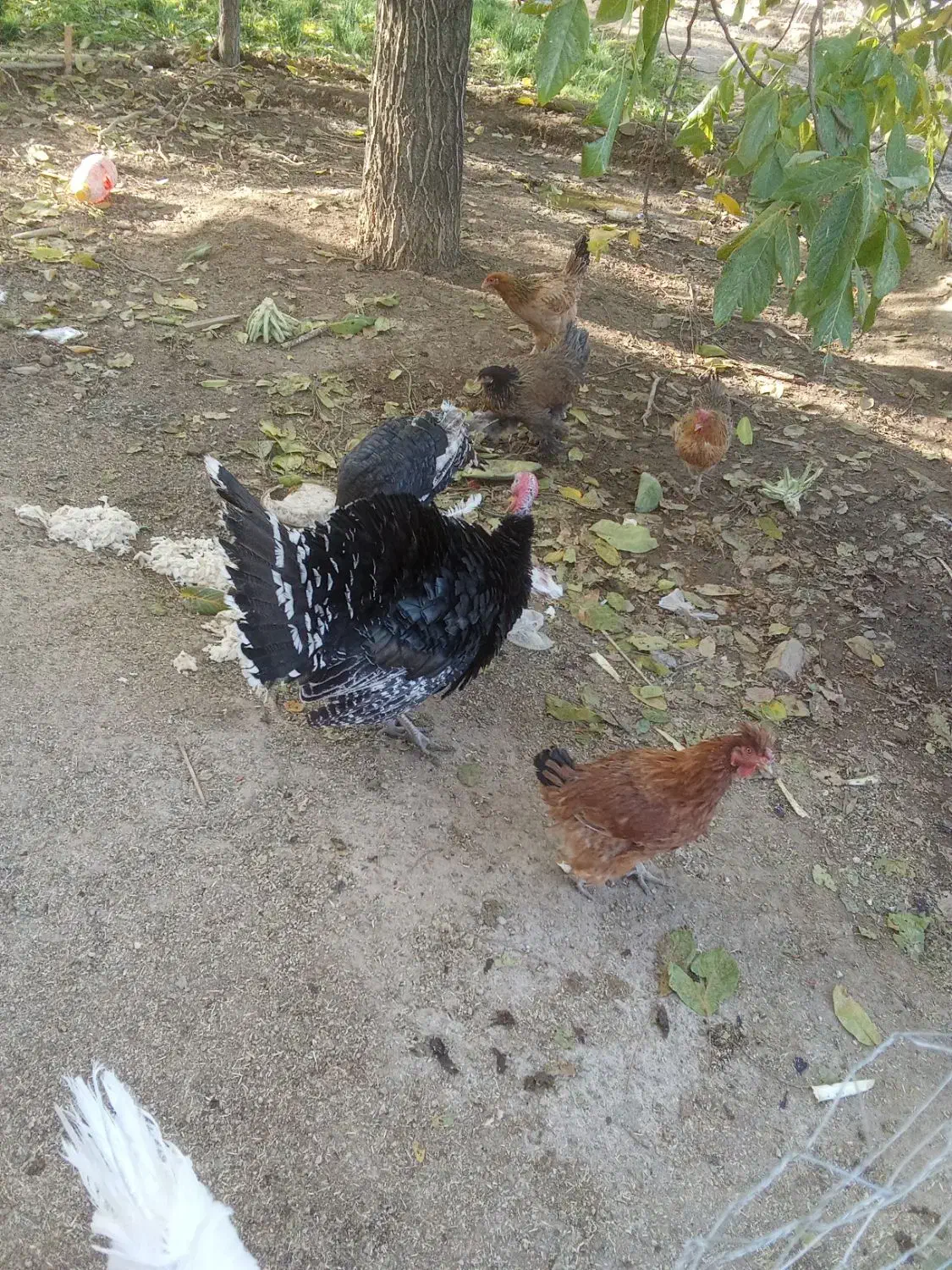 فروش 5عدد مرغ تخم گذار.یک عدد خروس.سه عدد بغلمون|حیوانات مزرعه|اشترینان, |دیوار