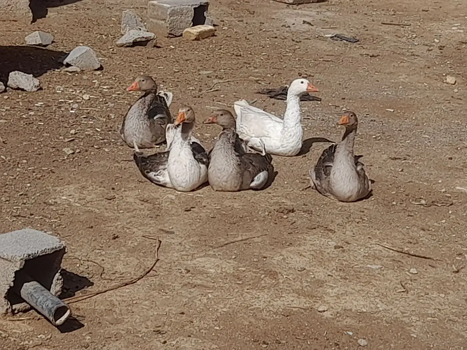 غاز|حیوانات مزرعه|شهرکرد, |دیوار