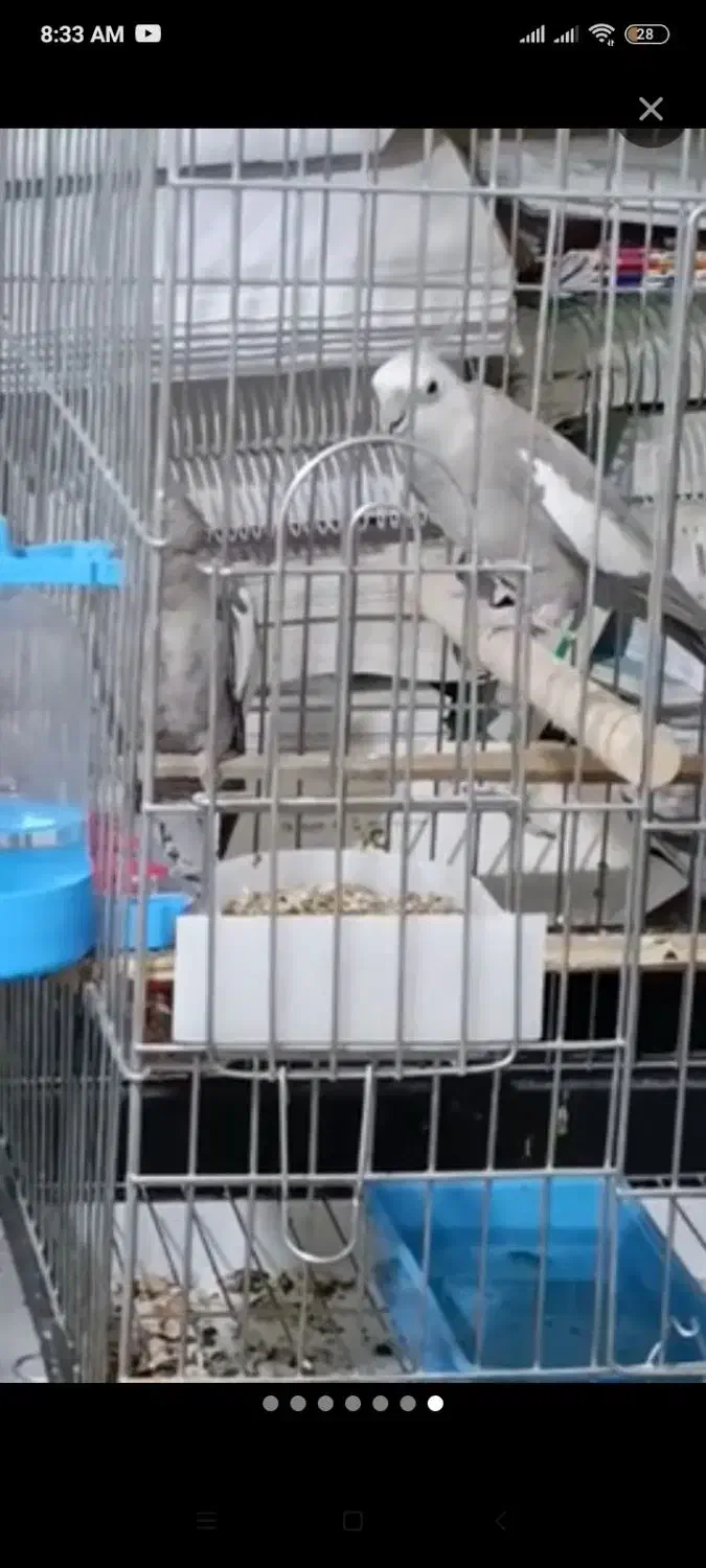 عروس هلندی نر|پرنده|سردشت, |دیوار