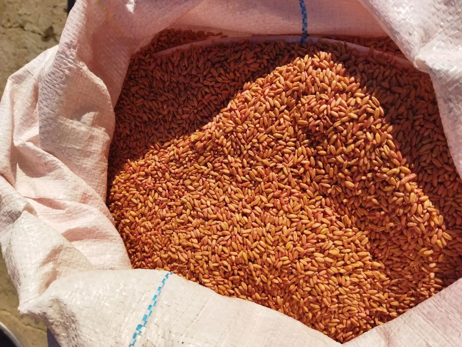 گندم دیم باران|عمدهفروشی|ماهیدشت, |دیوار