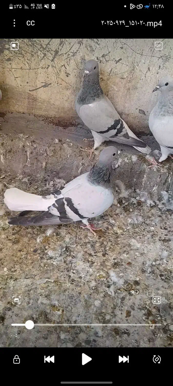 نر و ماده دمسفید|پرنده|بم, |دیوار