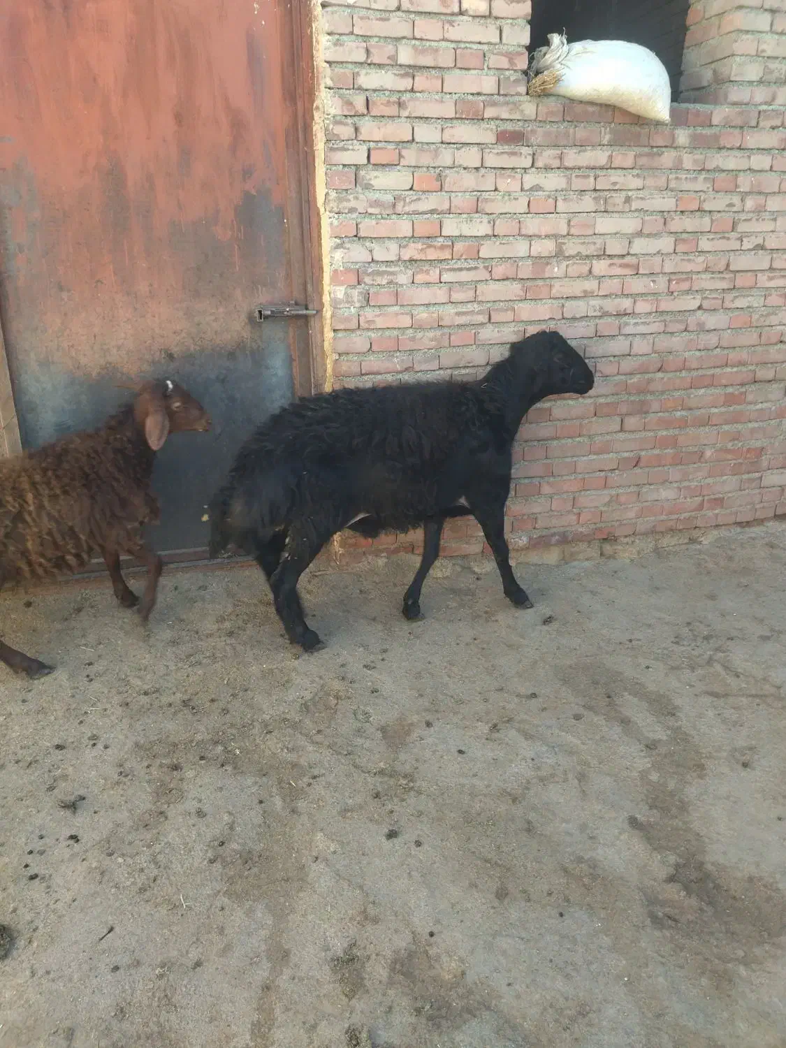 فروشی|حیوانات مزرعه|محمدبار, |دیوار