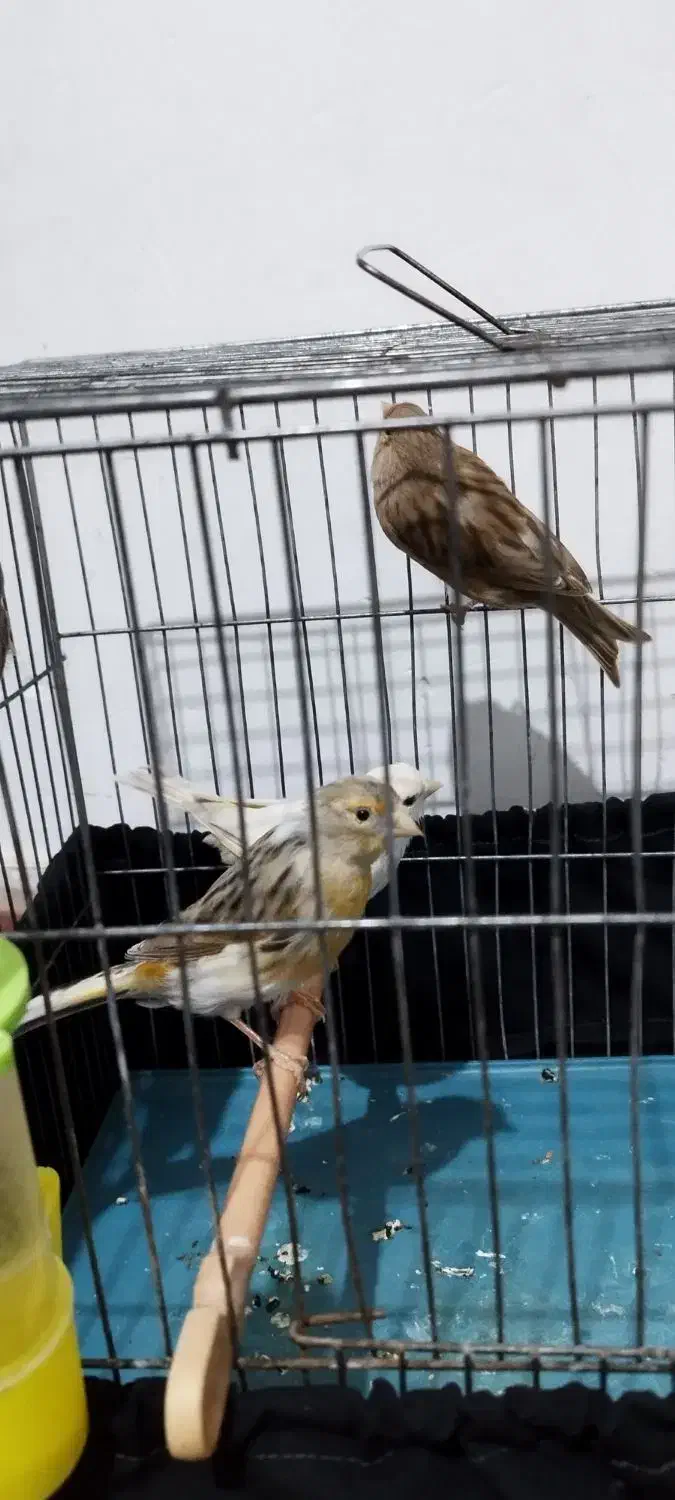 تعدادی قناری معاوضه با گرینچیک ملنگو|پرنده|قرچک, باقرآباد|دیوار