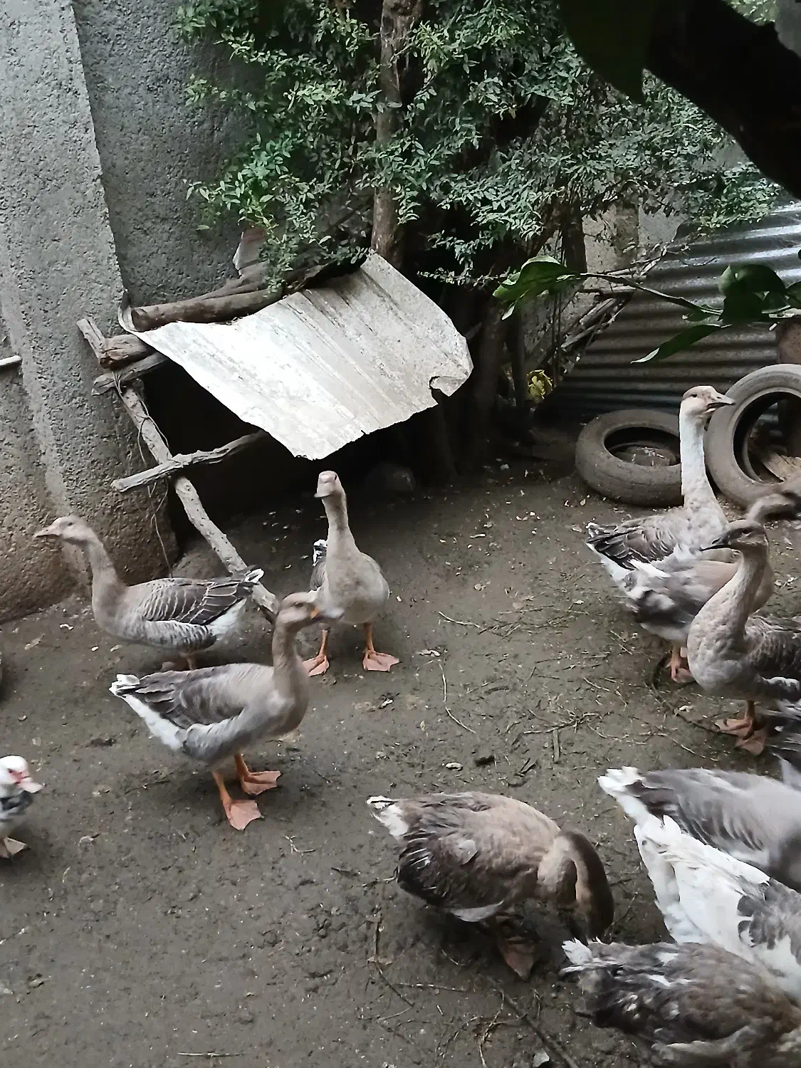 قوغاز|پرنده|کردکوی, |دیوار