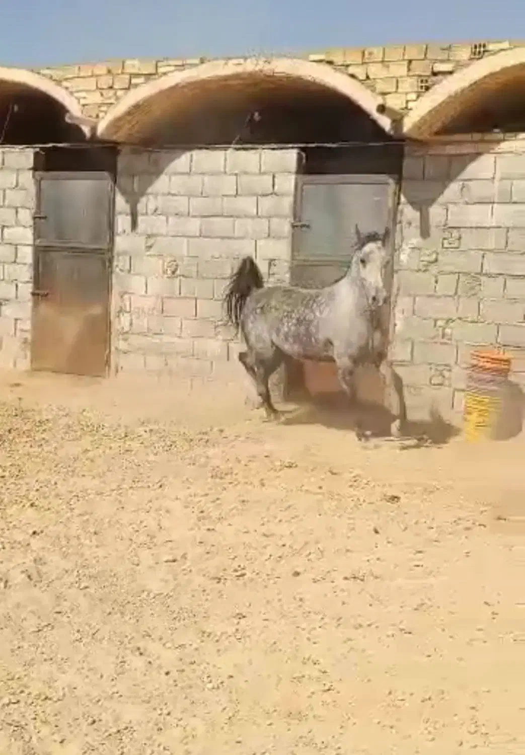 مادیان کرد|اسب و تجهیزات اسبسواری|خمینیشهر, |دیوار