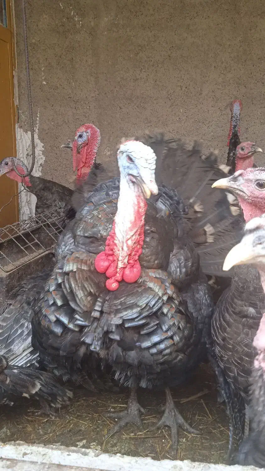 بوقلمون نر|حیوانات مزرعه|مشهد, شهید قربانی|دیوار