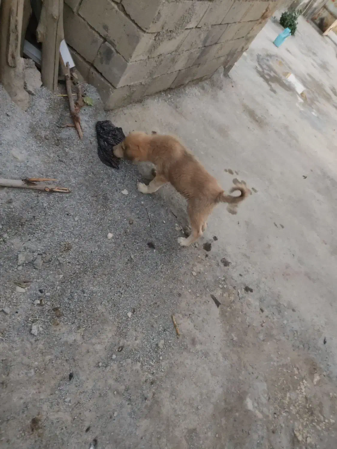 توله نر 3ماهه|سگ|نقده, |دیوار