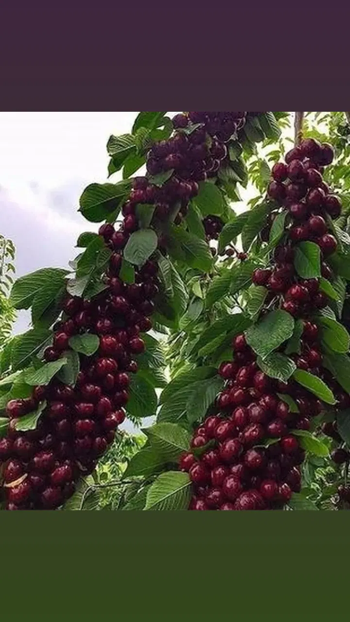 کودآلی چنو کودریشه کود تقویتی کشاورزی|خدمات باغبانی و درختکاری|کرمانشاه, |دیوار