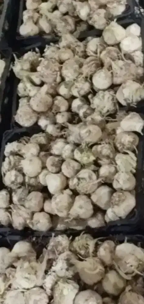 سیر|خوردنی و آشامیدنی|دزفول, |دیوار