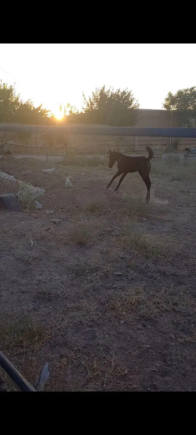 مادیان|اسب و تجهیزات اسبسواری|اسدآباد, |دیوار