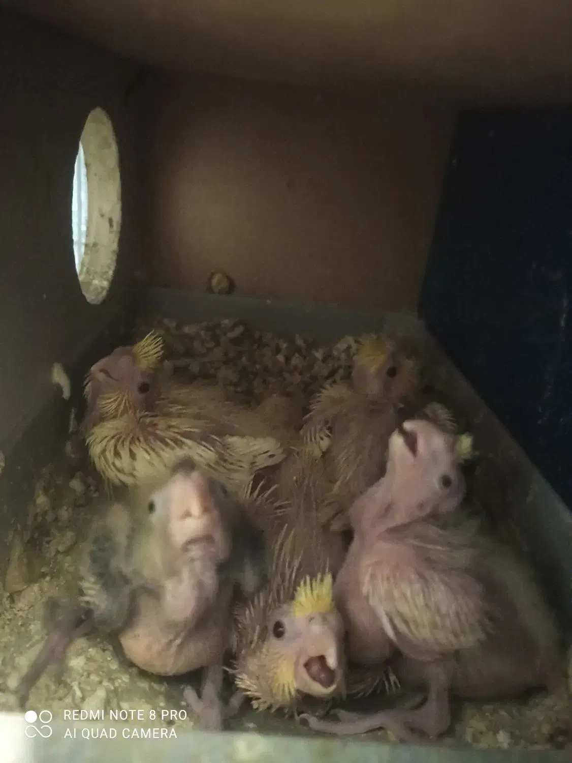 جوجه عروس هلندی|پرنده|لامرد, |دیوار