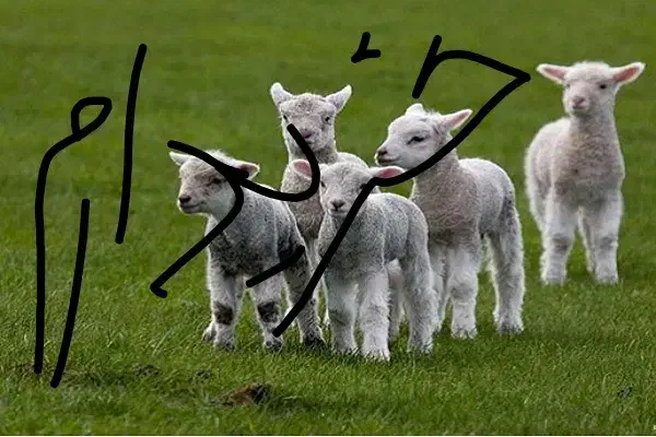 بره و کهر ه شیری نژاد دار|حیوانات مزرعه|لنده, |دیوار