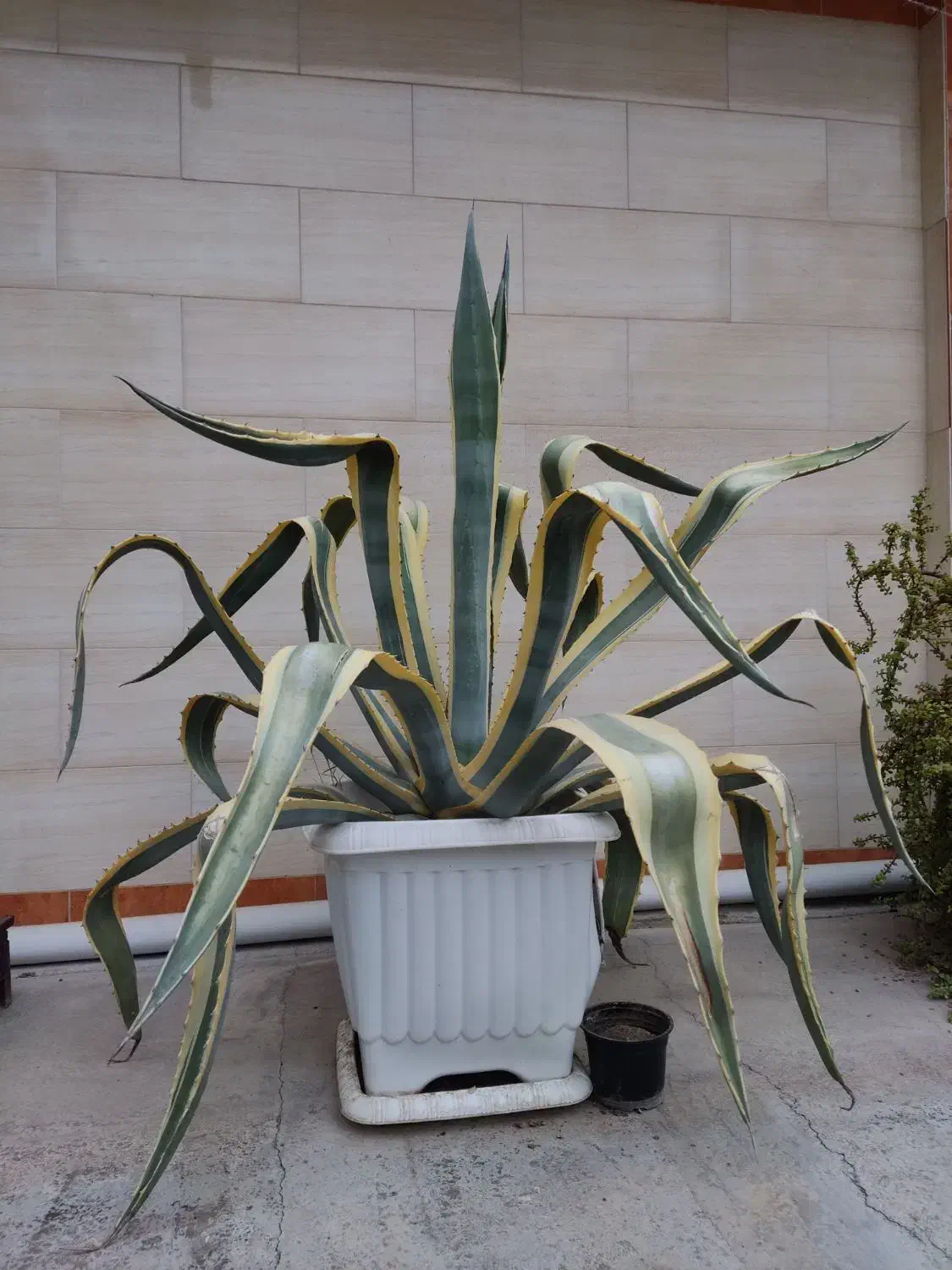 کاکتوس آگاو|گل و گیاه طبیعی|گنبد کاووس, |دیوار