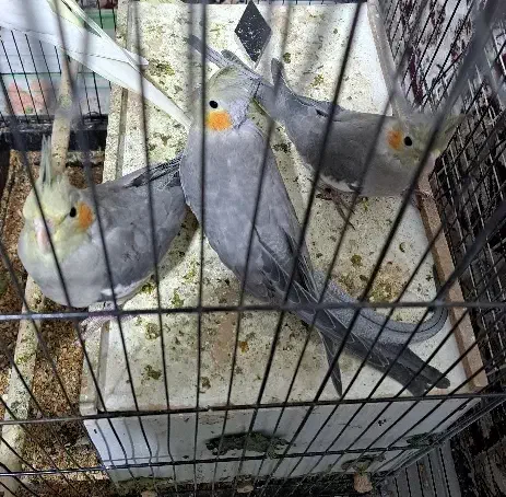 عروس هلندی|پرنده|چمران, |دیوار