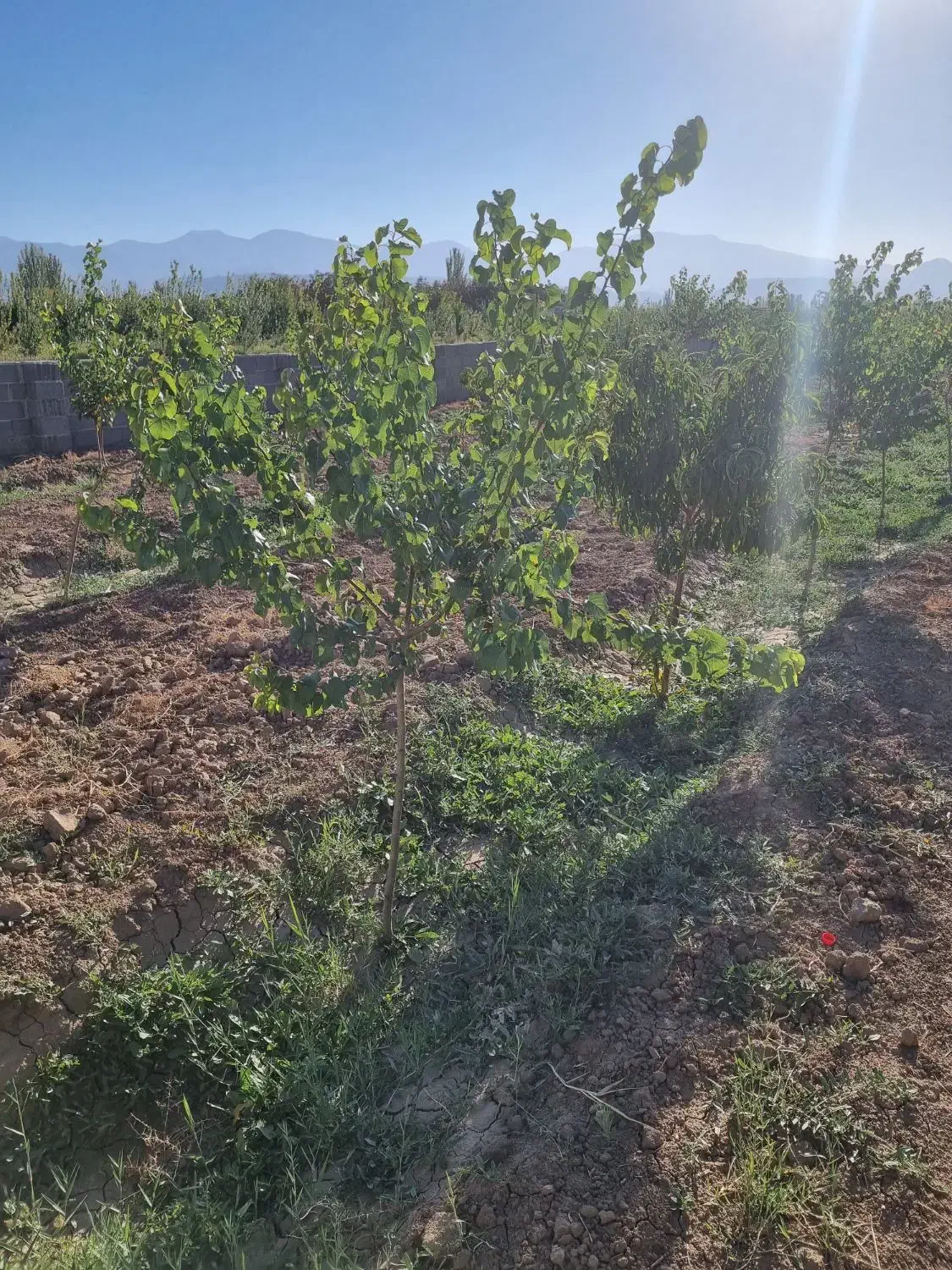 باغ زراعی اربطان مرند|فروش خانه و ویلا|کشکسرای, |دیوار
