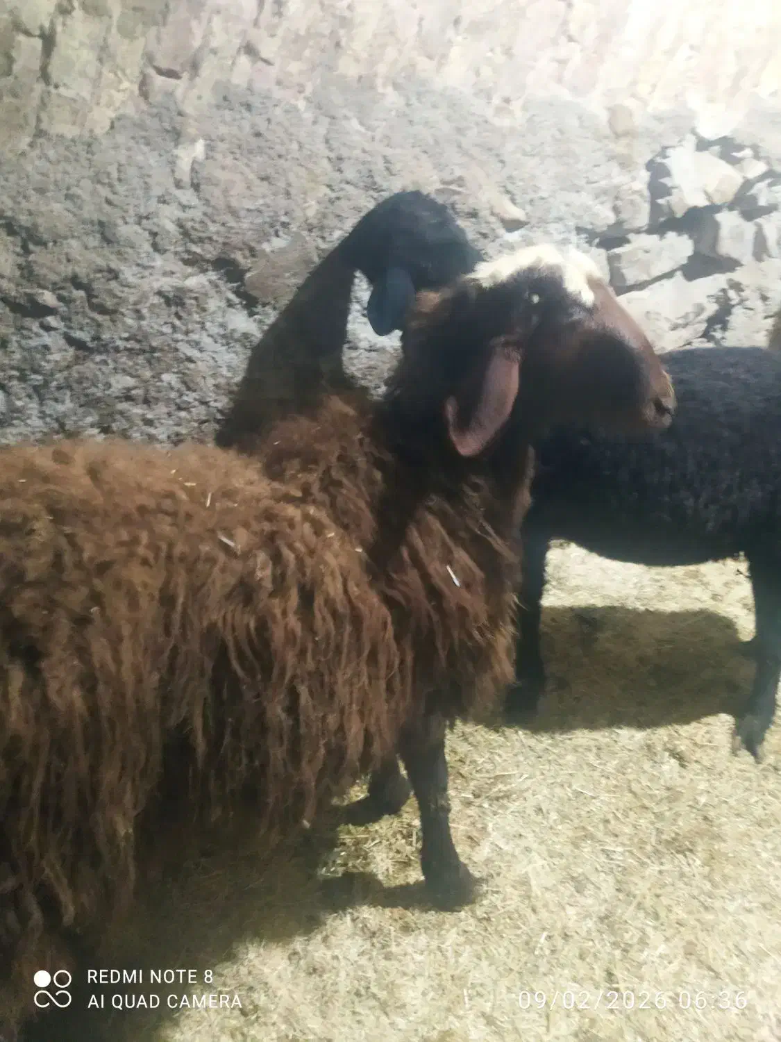 گوسفند|حیوانات مزرعه|دهگلان, |دیوار