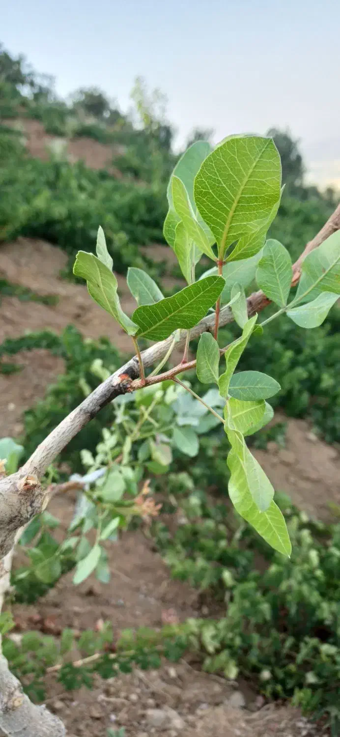 فروش بلوط|حیوانات مزرعه|سروآباد, |دیوار