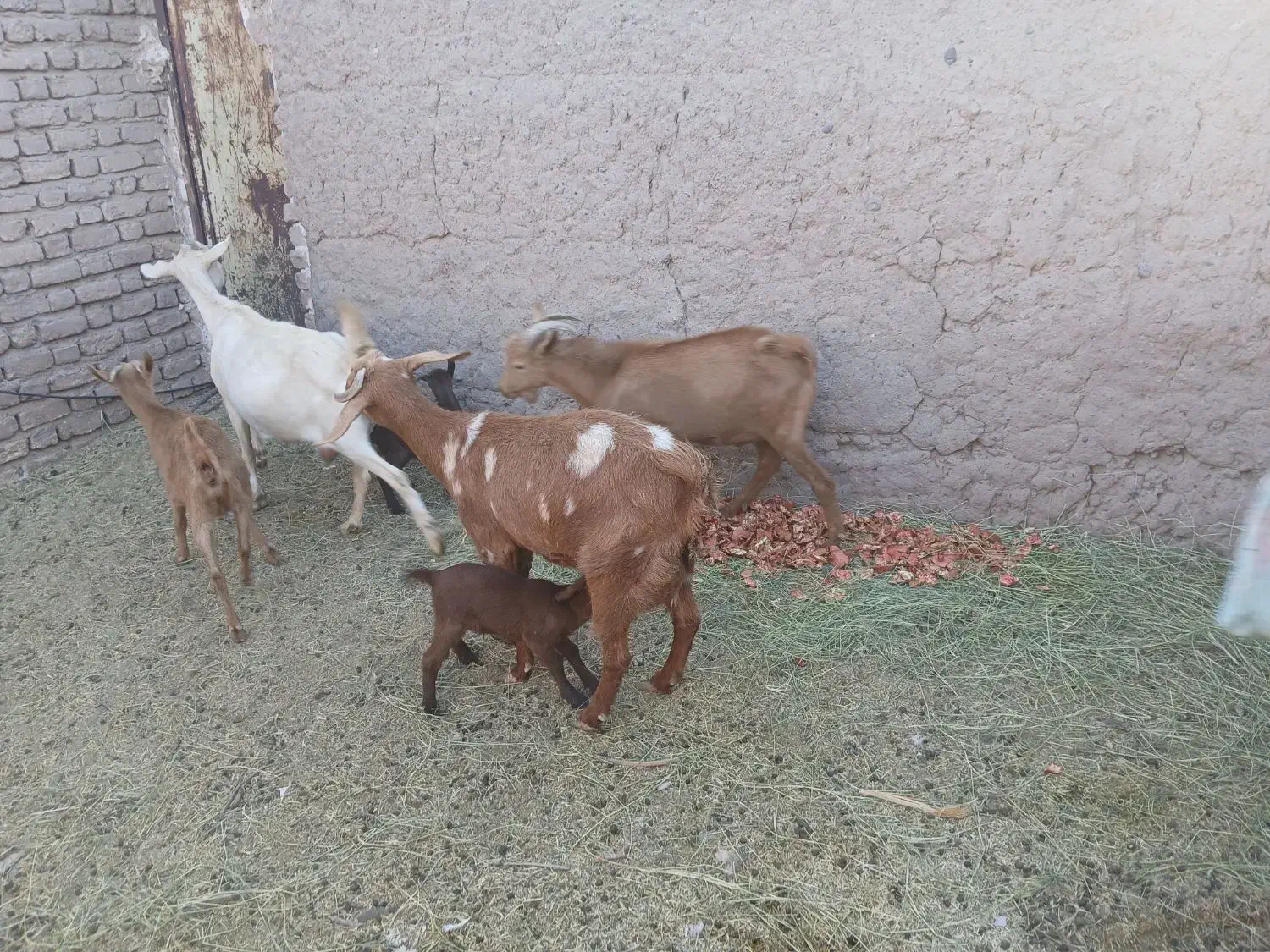 فروشی|حیوانات مزرعه|نرماشیر, |دیوار